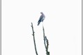 pigeoné